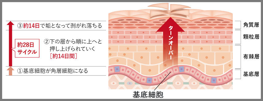 ターンオーバーが乱れている